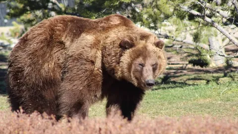 火箭解锁胜局秘笈，阿门奇发显神通，爆笑一幕引人注目